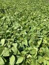 Sojabohnen-Feldbestand
