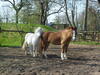 Ponys auf der Weide - © Ulrike Struck