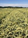 Wintertriticale