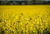 Rapsblüte Mai 2018