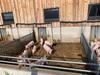 Auslauf Offenstall - Schweine in Echem