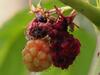 Abb.1: zusammenbrechende Himbeeren - © Fr. Dr. Wichura